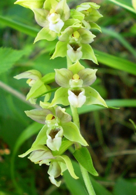 Epipactis ... quale ? 2